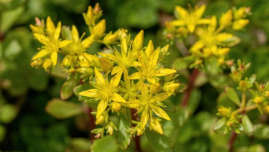 Çakşır Otu Kullananların Yorumları